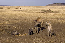 Spotted Hyena (Crocuta crocuta) adult females 8 week old cubs and 14 week old cub at den, Masai Mara National Reserve, Kenya