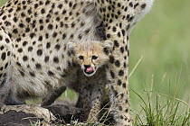 Cheetah (Acinonyx jubatus) eight week old cub peeking out from beneath mother, Maasai Mara Reserve, Kenya