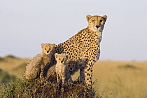 Cheetah (Acinonyx jubatus) mother and eight week old cubs, Maasai Mara Reserve, Kenya