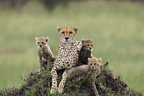 Cheetah (Acinonyx jubatus) mother and eight to nine week old cubs, Maasai Mara Reserve, Kenya