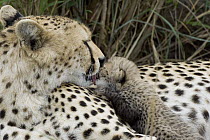 Cheetah (Acinonyx jubatus) nine day old cub climbing on mother, Maasai Mara Reserve, Kenya