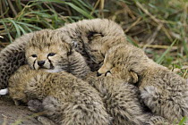 Cheetah (Acinonyx jubatus) nine day old cubs curled up together in nest, Maasai Mara Reserve, Kenya