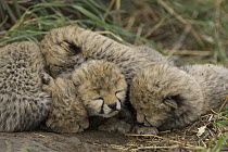 Cheetah (Acinonyx jubatus) nine day old cubs curled up together in nest, Maasai Mara Reserve, Kenya