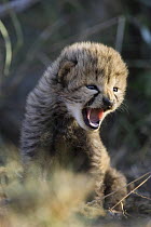 Cheetah (Acinonyx jubatus) fourteen day old cub playfully hissing at its sibling in nest, Maasai Mara Reserve, Kenya