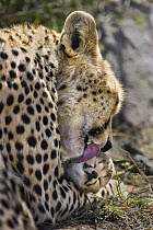 Cheetah (Acinonyx jubatus) mother grooming six day old cub, Maasai Mara Reserve, Kenya