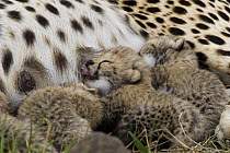 Cheetah (Acinonyx jubatus) nine day old cubs nursing, Maasai Mara Reserve, Kenya