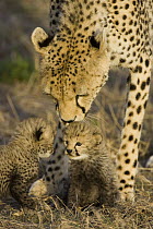 Cheetah (Acinonyx jubatus) mother nuzzles seven day old cubs, Maasai Mara Reserve, Kenya