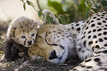 Cheetah (Acinonyx jubatus) mother and seven day old cub, Maasai Mara Reserve, Kenya