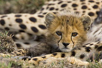 Cheetah (Acinonyx jubatus) cub portrait, Maasai Mara Reserve, Kenya