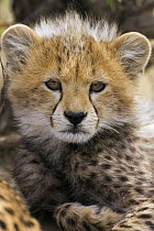 Cheetah (Acinonyx jubatus) ten to twelve week old cub portrait, Maasai Mara Reserve, Kenya