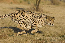 Cheetah (Acinonyx jubatus) running, Cheetah Conservation Fund, Namibia