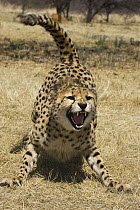 Cheetah (Acinonyx jubatus) hissing, Cheetah Conservation Fund, Namibia