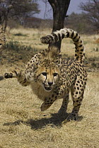 Cheetah (Acinonyx jubatus) attacking decoy (not visible), Cheetah Conservation Fund, Namibia