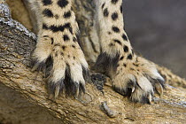 Cheetah (Acinonyx jubatus) showing detail of claws, Cheetah Conservation Fund, Namibia