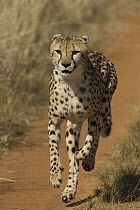 Cheetah (Acinonyx jubatus) rescued from trap on livestock farm, running on road at mealtime, Cheetah Conservation Fund, Namibia
