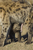 Spotted Hyena (Crocuta crocuta) six week old cub sniffing the phallus of clan member in greeting ceremony, Masai Mara Conservancy, Kenya