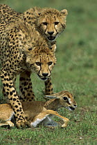 Cheetah (Acinonyx jubatus) 8 month old cub learning to catch prey with young Thomson's Gazelle (Eudorcas thomsonii), Ngorongoro Conservation Area, Tanzania, east Africa