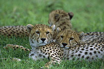 Cheetah (Acinonyx jubatus) older cubs, vulnerable, Ngorongoro Conservation Area, Tanzania, east Africa