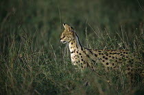 Serval (Leptailurus serval) portrait, Ngorongoro Conservation Area, Tanzania, east Africa