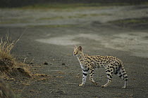 Serval (Leptailurus serval) adult, Ngorongoro Conservation Area, Tanzania, east Africa