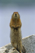 Arctic Ground Squirrel (Spermophilus parryii) adult standing alert