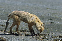Red Fox (Vulpes vulpes) emaciated in spring, Katmai National Park, Alaska