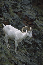 Dall's Sheep (Ovis dalli) on steep slope, Denali National Park, Alaska