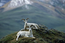 Dall's Sheep (Ovis dalli) pair, Denali National Park, Alaska