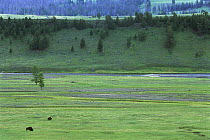 American Bison (Bison bison) grazing in Lamar Valley, Yellowstone National Park, Montana
