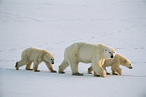 Polar Bear (Ursus maritimus) sow with twin cubs 11 months old, vulnerable, Churchill, Manitoba, Canada