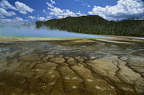 American Bison (Bison bison) tracks at the steaming Grand Prismatic Pool, Midway Geyser Basin, Yellowstone National Park, Montana