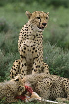 Cheetah (Acinonyx jubatus) mother keeps watch as 3 month old cubs feed on kill, vulnerable, Ngorongoro Conservation Area, Tanzania, east Africa