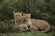 Cheetah (Acinonyx jubatus) 4 to 5 month old cub snuggled up to its mother, vulnerable, Ngorongoro Conservation Area, Tanzania