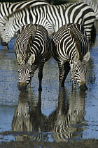 Burchell's Zebra (Equus burchellii) pair drinking at waterhole, Ngorongoro Conservation Area, Tanzania, east Africa
