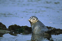 Harbor Seal (Phoca vitulina) pup in shallows, Elkhorn Slough, California