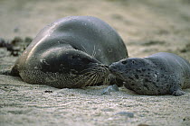Harbor Seal (Phoca vitulina) pup and mother touching noses, Elkhorn Slough, California