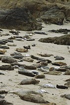 Harbor Seal (Phoca vitulina) rookery at Fanshell Beach, Elkhorn Slough, California