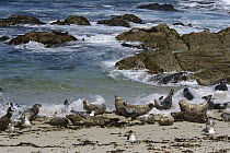 Harbor Seal (Phoca vitulina) hit by waves at the surf's edge, Monterey Bay Marine Sanctuary, California