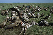 Ruppell's Griffin (Gyps rueppellii) and White-backed Vultures (Gyps africanus) scavenging a zebra carcass, Ngorongoro Conservation Area, Tanzania, east Africa