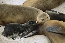 California Sea Lion (Zalophus californianus) mother and young pup, San Miguel Island, Channel Islands National Park, California
