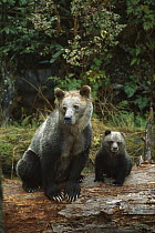 Grizzly Bear (Ursus arctos horribilis) sow and 6 month old cub sitting on a log, British Columbia, Canada