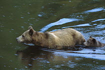 Grizzly Bear (Ursus arctos horribilis) sow and 6 month old cub in river, British Columbia, Canada