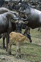 Blue Wildebeest (Connochaetes taurinus) mother and calf at waterhole, Ngorongoro Conservation Area, Tanzania, east Africa