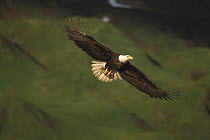 Bald Eagle (Haliaeetus leucocephalus) flying, Amaknak Island, Alaska