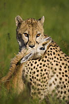 Cheetah (Acinonyx jubatus) with it's kill, Cheetah Conservation Fund, Otijwarongo, Namibia