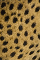 Cheetah (Acinonyx jubatus) spot patterns, Cheetah Conservation Fund, Otijwarongo, Namibia