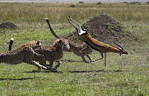 Cheetah (Acinonyx jubatus) three young males bringing down injured male Thomson's Gazelle, Masai Mara National Reserve, Kenya