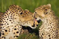 Cheetah (Acinonyx jubatus) two 7 to 9 month old cubs grooming mother, Masai Mara National Reserve, Kenya