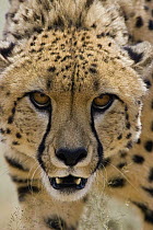 Cheetah (Acinonyx jubatus) defensive behavior, Cheetah Conservation Fund, Otijwarongo, Namibia