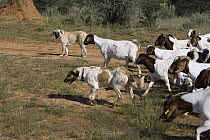 Anatolian Shepherd with herd of goats, dog used by Cheetah Conservation Fund in Namibia to deter cheetahs from preying on livestock, Cheetah Conservation Fund, Otijwarongo, Namibia